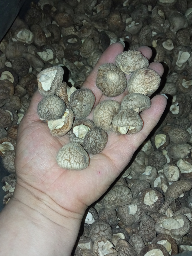 2025年优质干香菇，柄短，肉厚，朵形规整，干度好