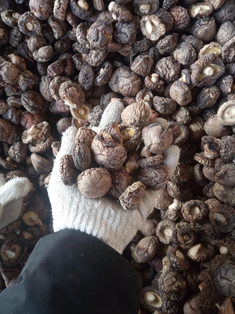 2025年优质干香菇，柄短，肉厚，朵形规整，干度好