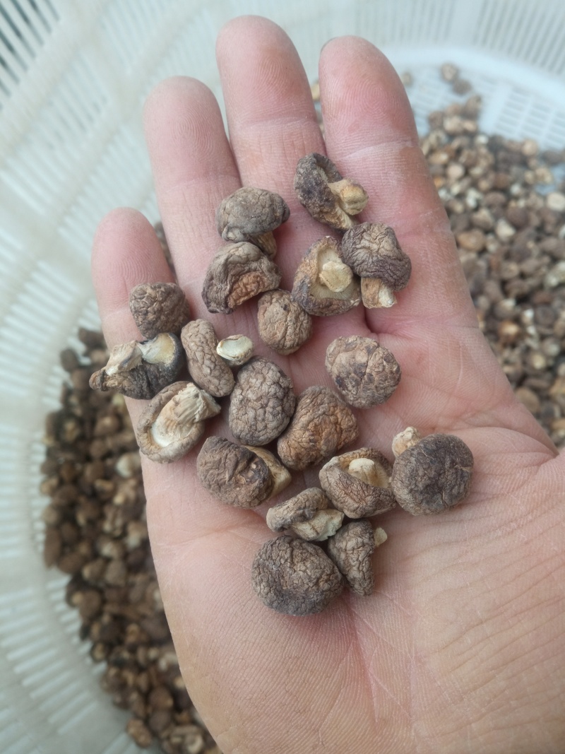 2025年优质干香菇，柄短，肉厚，朵形规整，干度好
