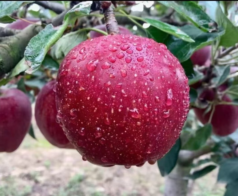 精品花牛苹果