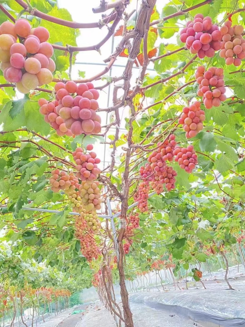 葡萄园