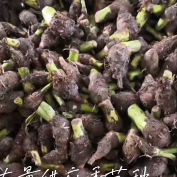 槟榔芋种
