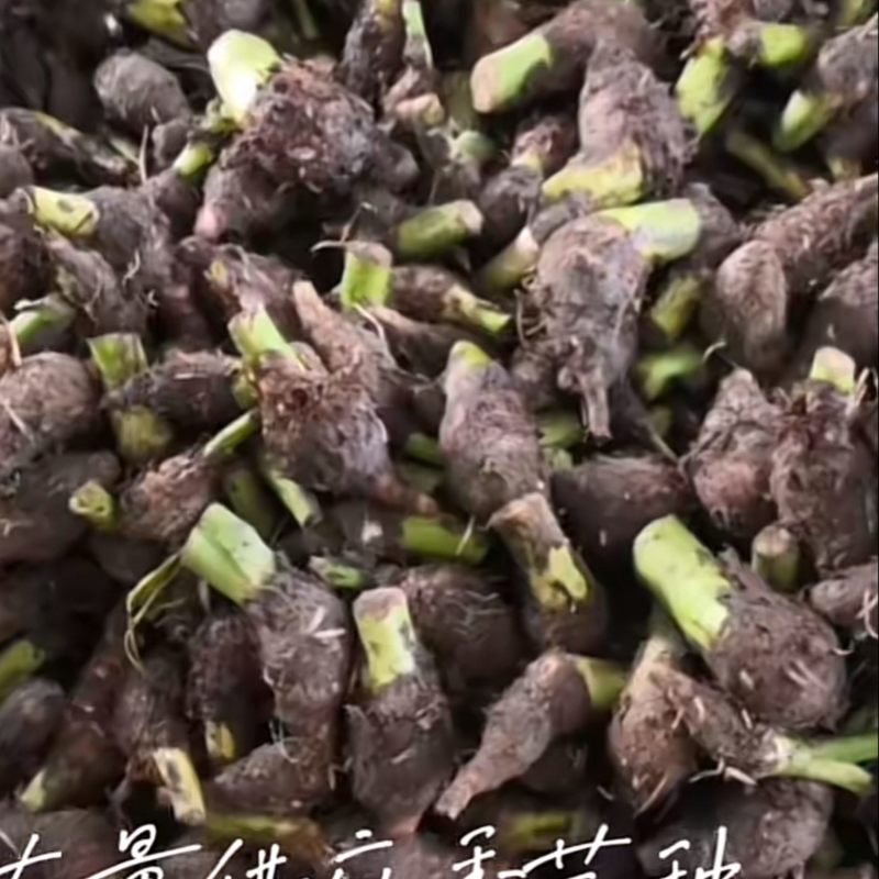 槟榔芋种
