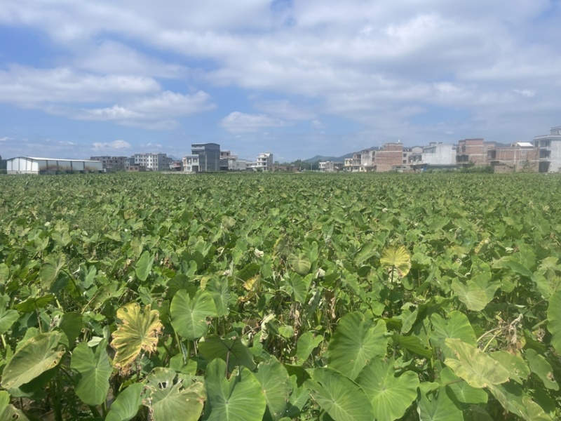 槟榔芋种