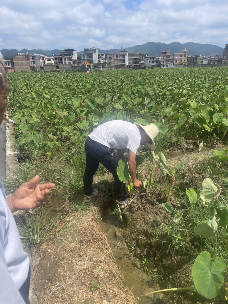 槟榔芋种