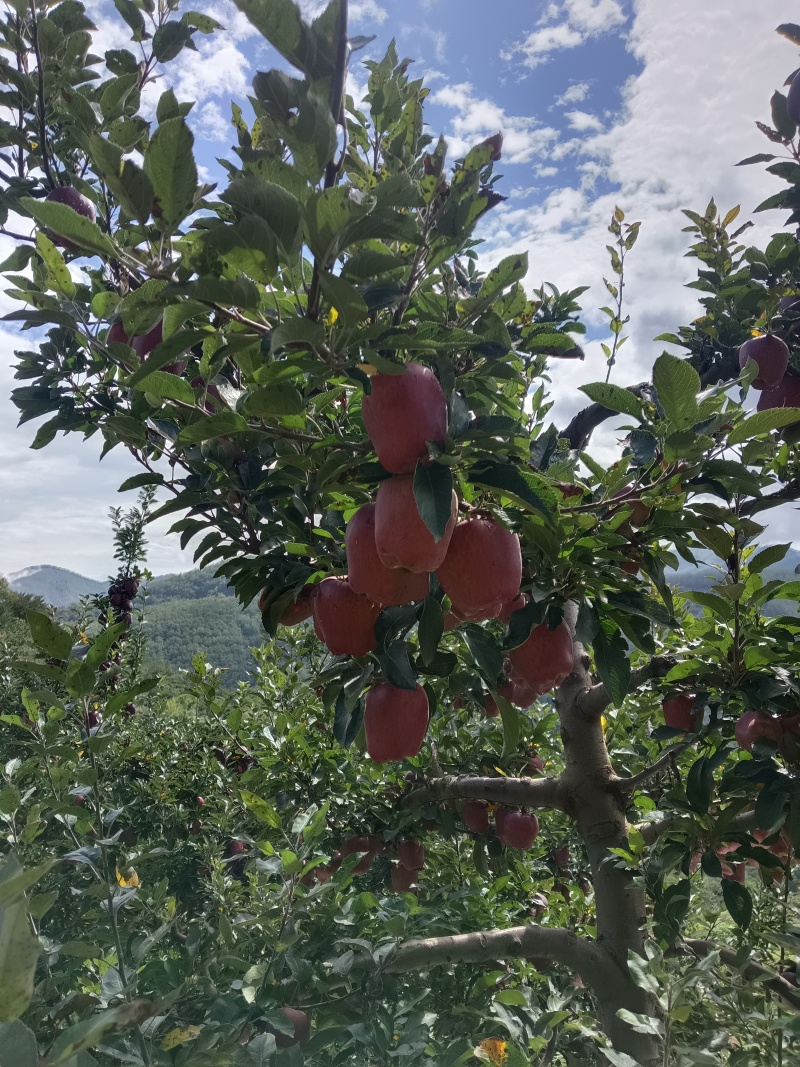 天水花牛苹果，高山货，颜色好，口感甜，要的客商速和我联系