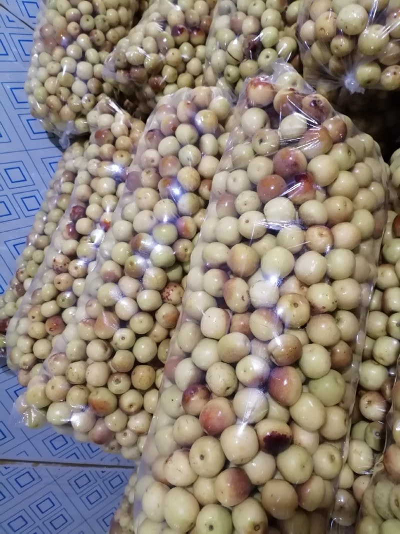 阜阳冬枣自家果园大量有货需要的老板可以直接导航来