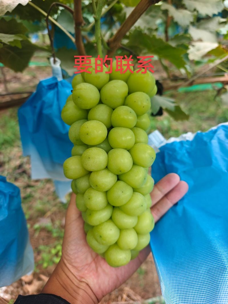 阳光玫瑰，大量有货，12克左右，大量现货