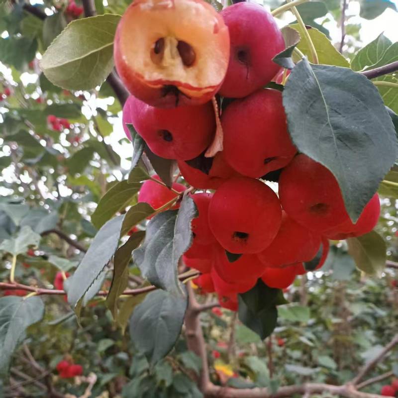 八棱海棠果露天种植无农药化肥河北丰宁小量
