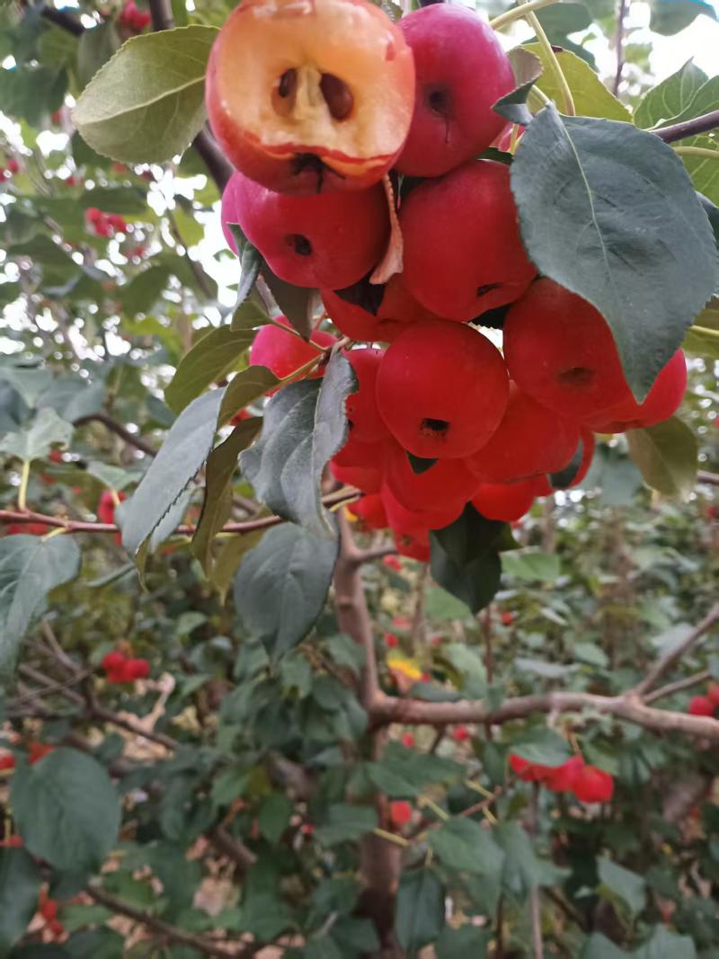 八棱海棠果露天种植无农药化肥河北丰宁小量