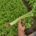 云南小香芹穴盘苗芹菜苗一穴多颗无病虫害欢迎各大老板采购