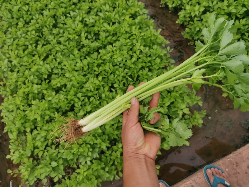 云南小香芹穴盘苗芹菜苗一穴多颗无病虫害欢迎各大老板采购