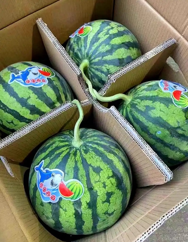 麒麟西瓜大量有货，有籽，无籽都有，甜度13+，价格便宜