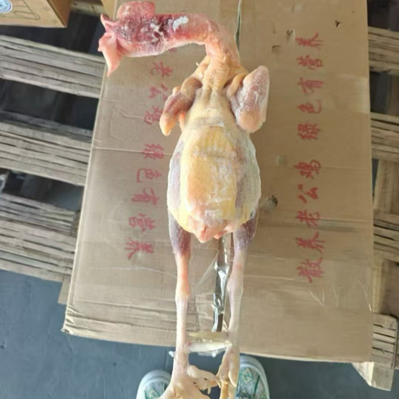 新杀的花柴老公鸡