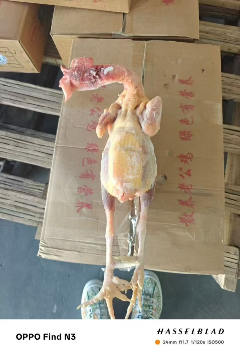 新杀的花柴老公鸡