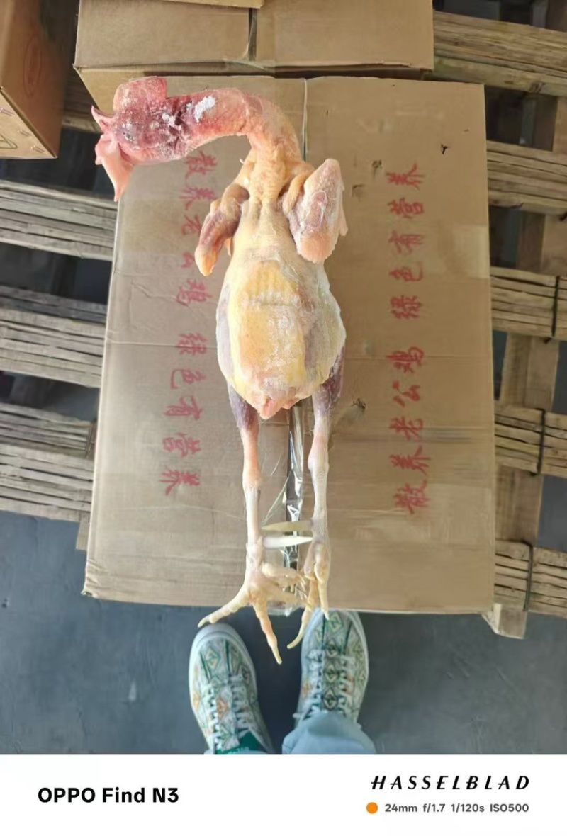 新杀的花柴老公鸡