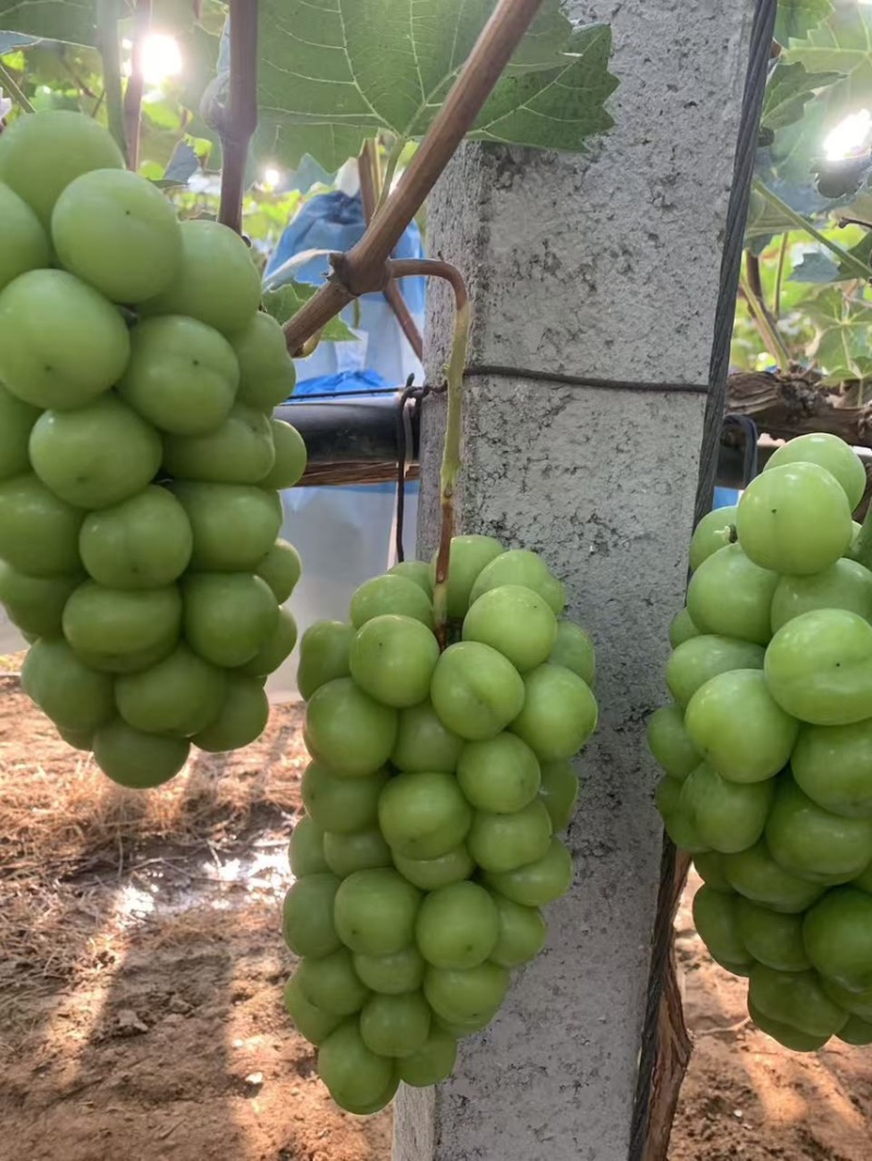 烟台阳光玫瑰
