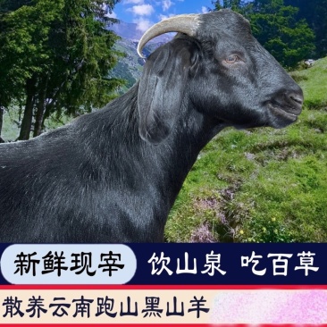 云南黑山羊农家散养跑山黑山羊，新鲜现宰好全国当日达