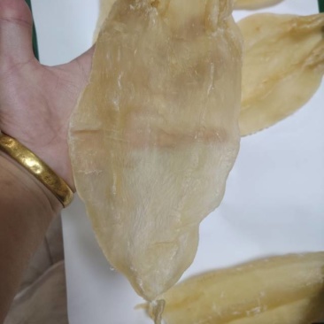 鱼胶