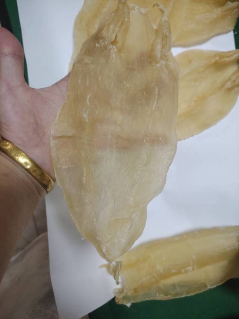 鱼胶