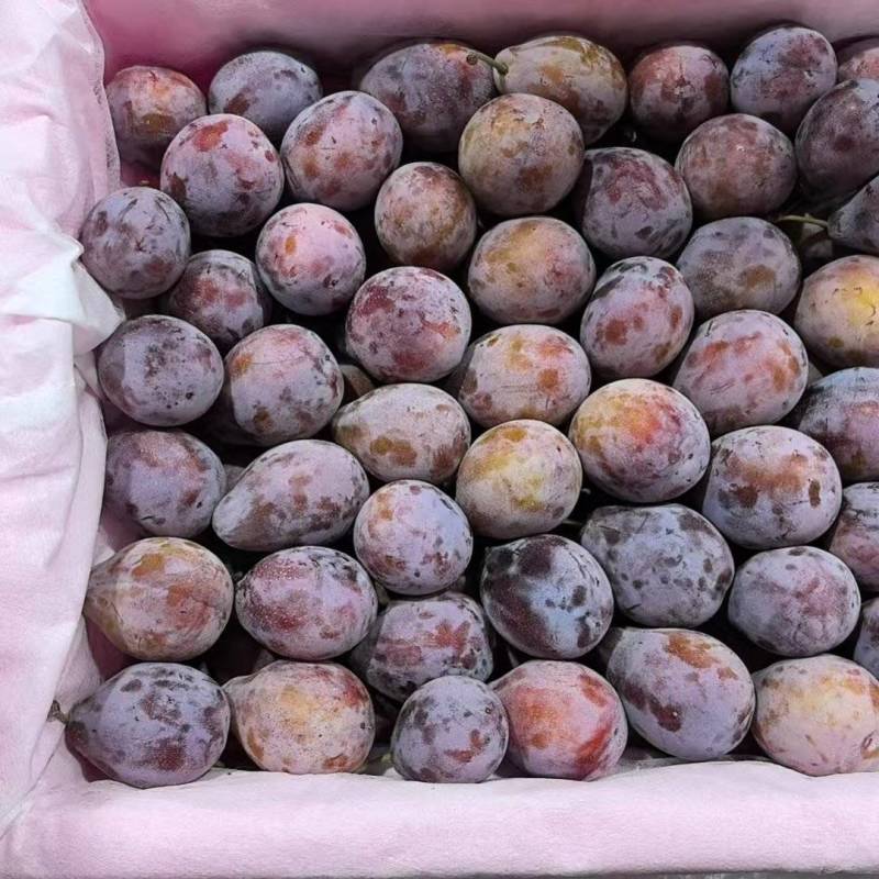 精品法兰西西梅新疆产地直发保证质量大筐小筐有货