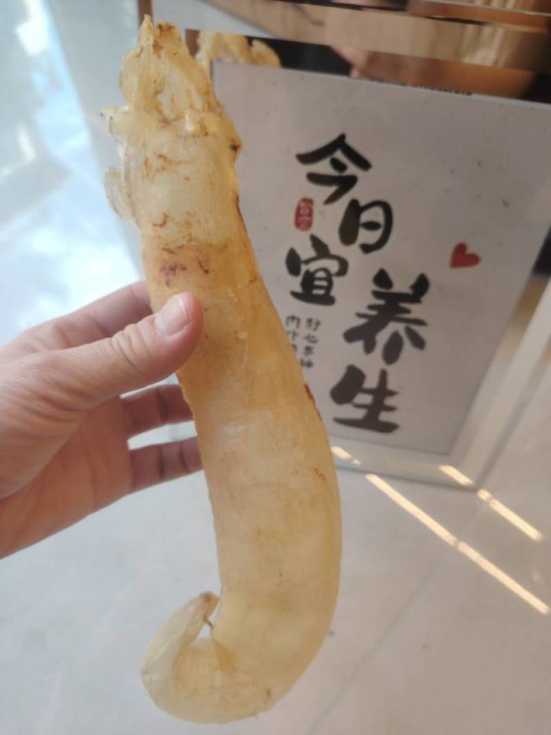 鱼胶