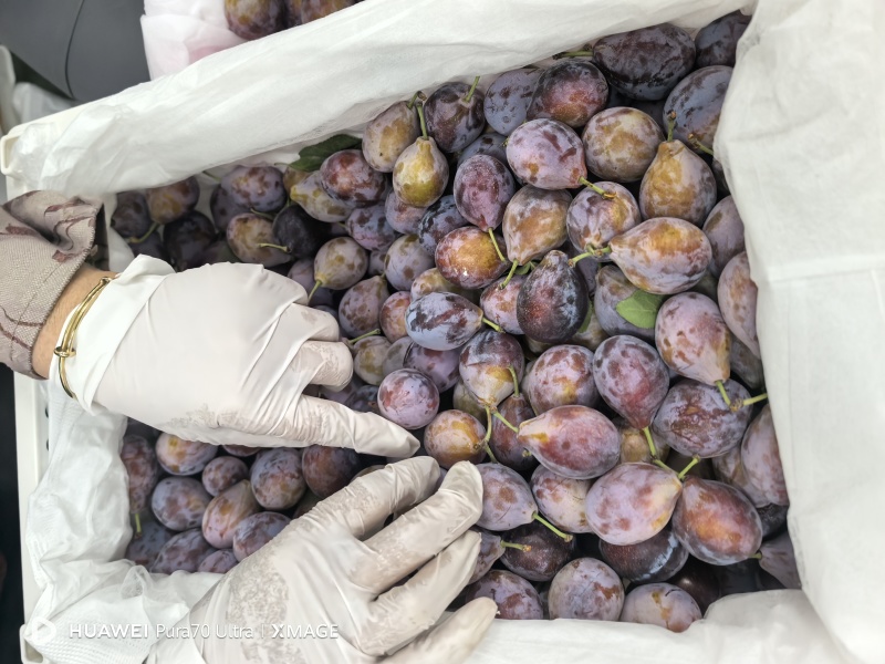 精品法兰西西梅新疆产地直发保证质量大筐小筐有货