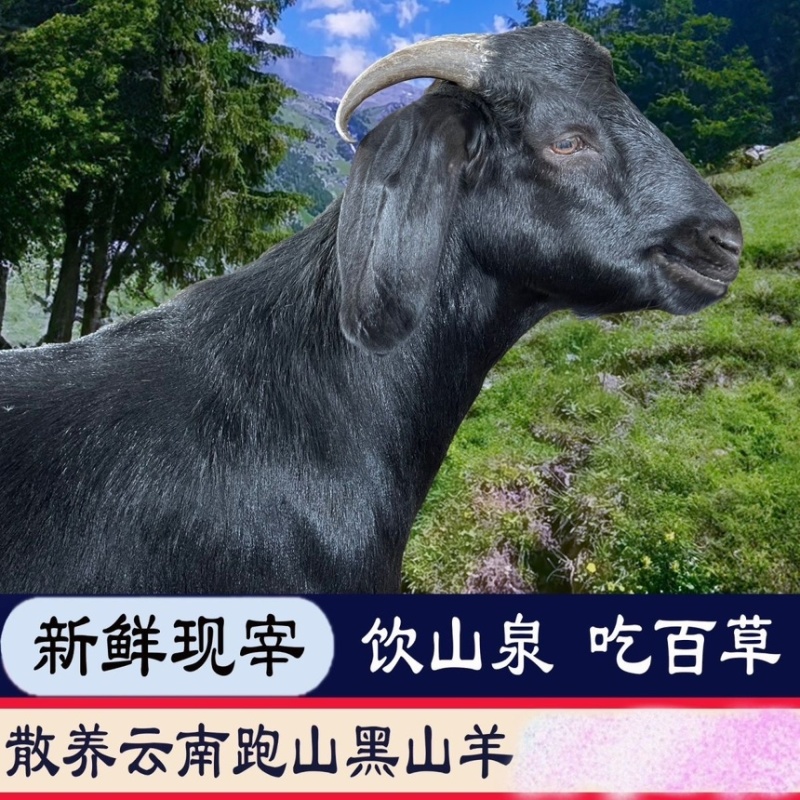 云南黑山羊，跑山散养黑山羊，新鲜现宰，全国当日达