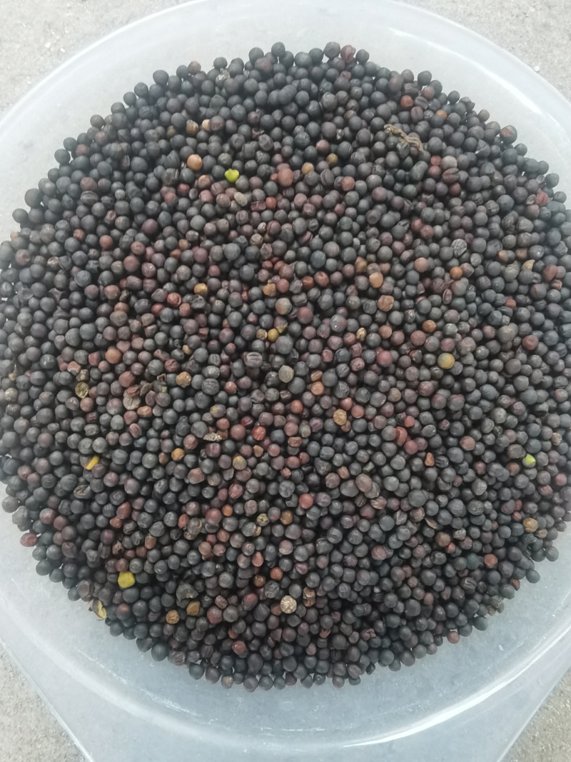 2025年1号油菜籽油色一般，水分超干，有需要的联系