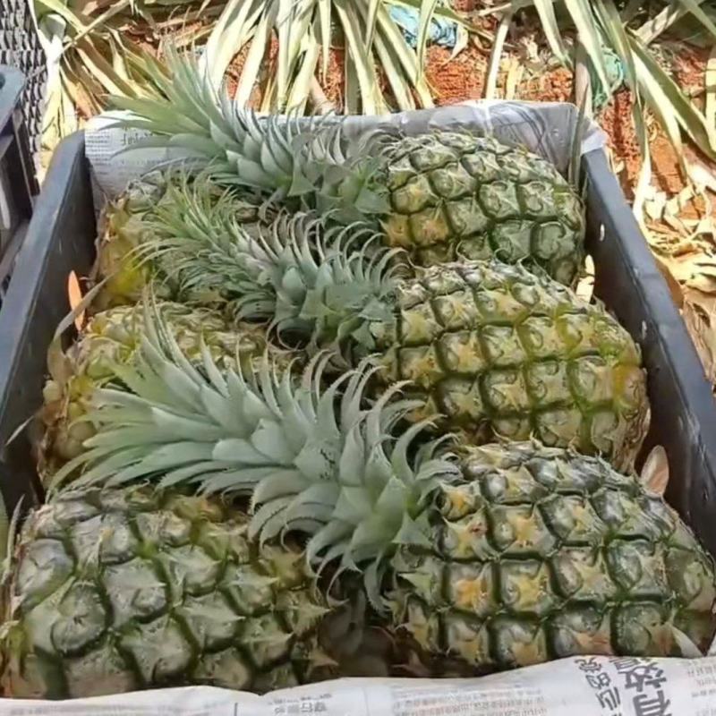 菠萝