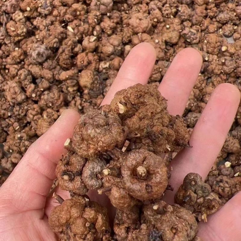 中缅缅甸野生消留果中药材消留果紫金消瘤果，消瘤藤