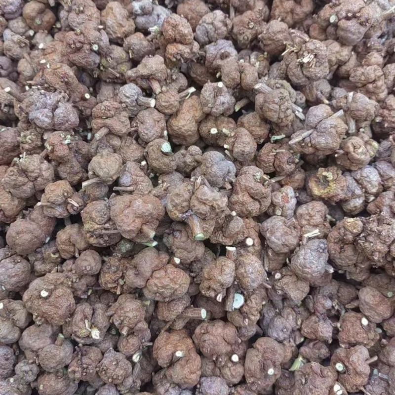 中缅缅甸野生消留果中药材消留果紫金消瘤果，消瘤藤