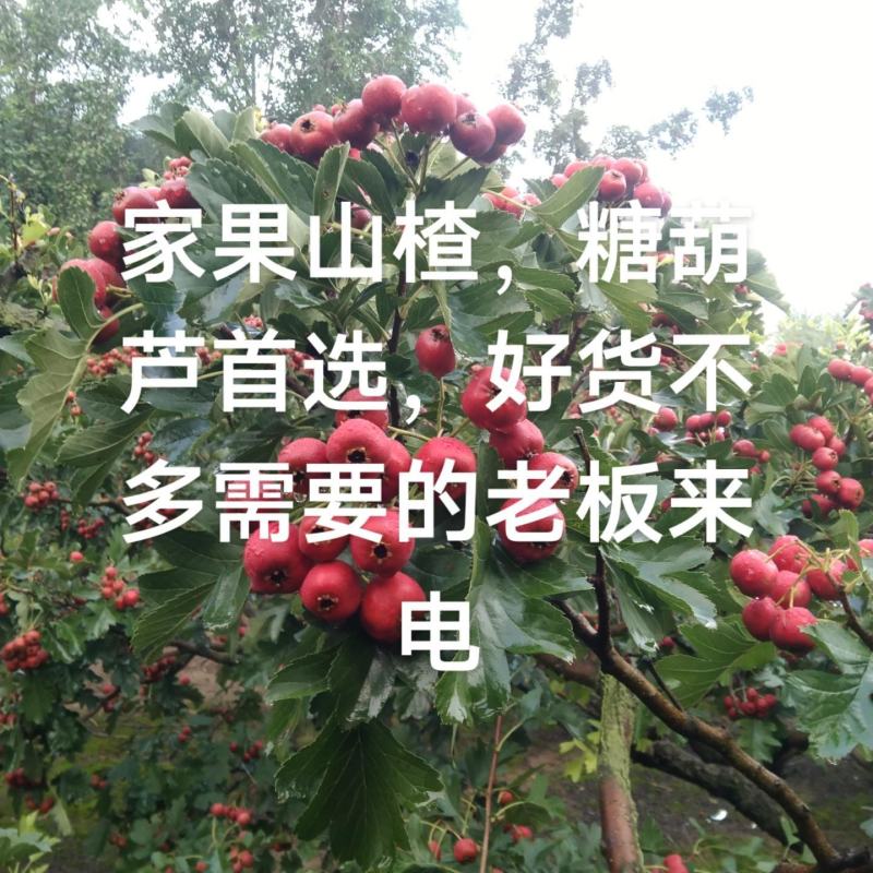 山楂