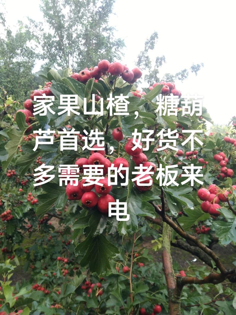 山楂