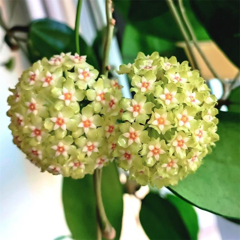 羊脂玉球兰四季绿植懒人悬挂阳台庭院吊爬藤耐旱垂吊心形兰花爬藤