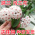 羊脂玉球兰四季绿植懒人悬挂阳台庭院吊爬藤耐旱垂吊心形兰花爬藤
