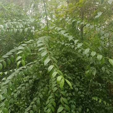 小叶青皮岗梅苗基地直销