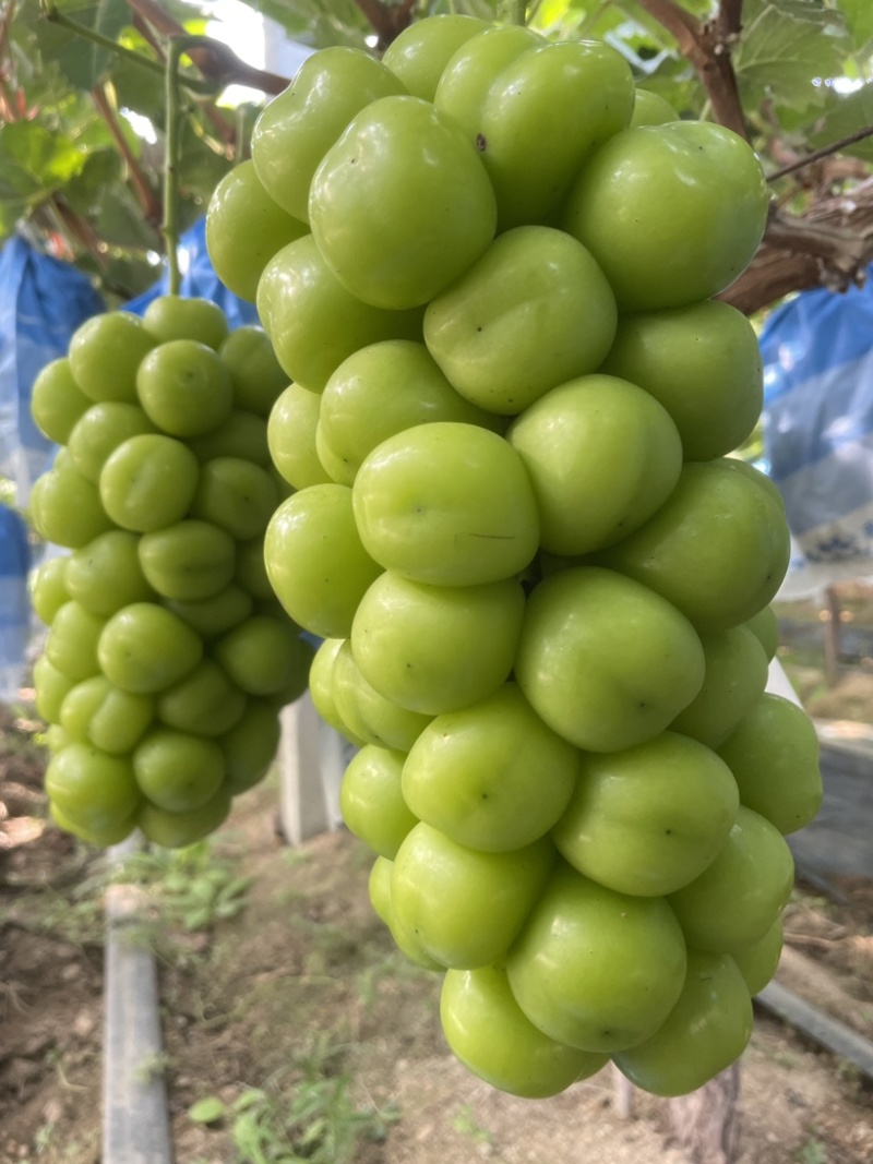 晴王阳光玫瑰葡萄香印青提价格便宜质量好