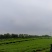 小叶青皮岗梅苗基地直销