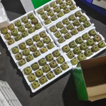 苍溪红心猕猴桃