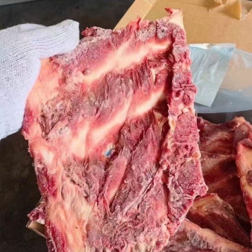 牛羽骨