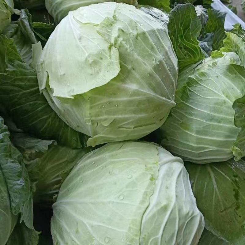 《扁包菜》甘蓝包菜/河南包菜/产地货源/价格便宜欢迎采购