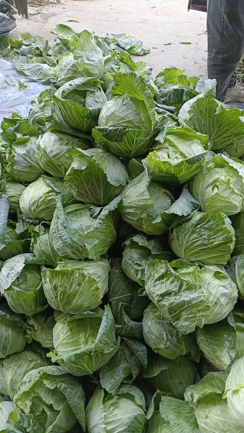 《扁包菜》甘蓝包菜/河南包菜/产地货源/价格便宜欢迎采购