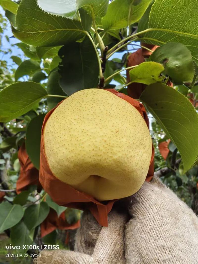 山西吕梁文水酥梨基地直发货源充足量大从优欢迎选购