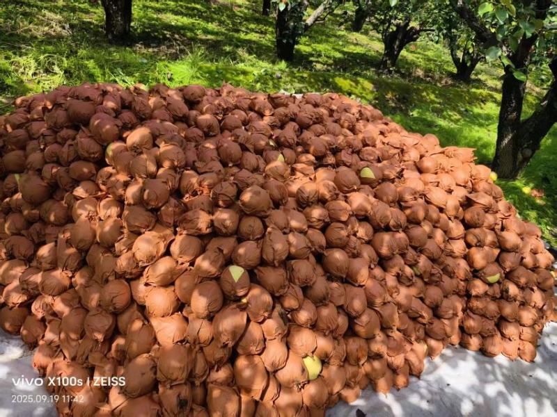 山西吕梁文水酥梨基地直发货源充足量大从优欢迎选购