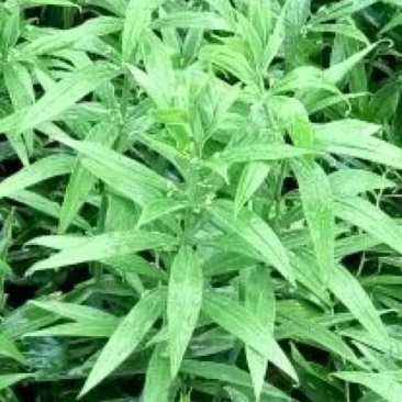黄精种植基地，黄.精三年苗自产自销，成活淬高，决无中间商