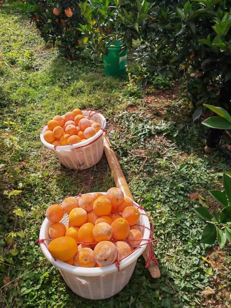 赣南龙勾脐橙生态自家种植园