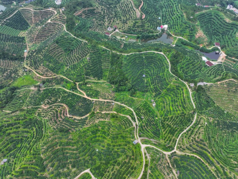 赣南龙勾脐橙生态自家种植园