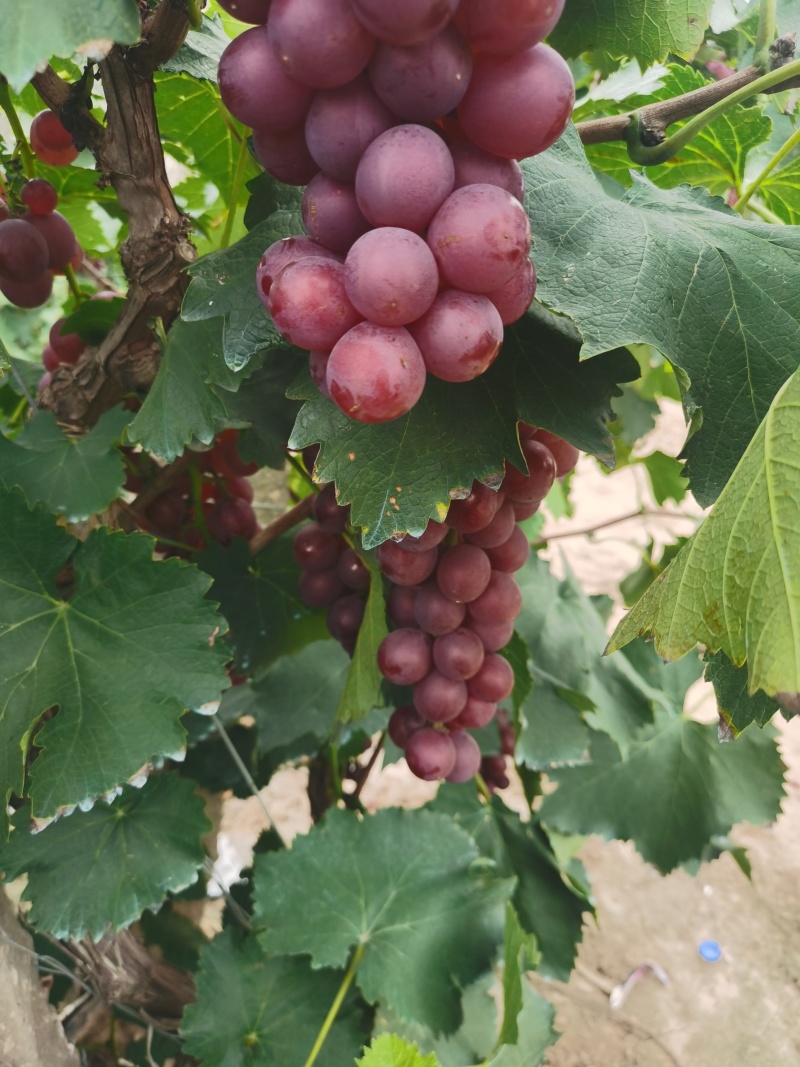 巨峰葡萄