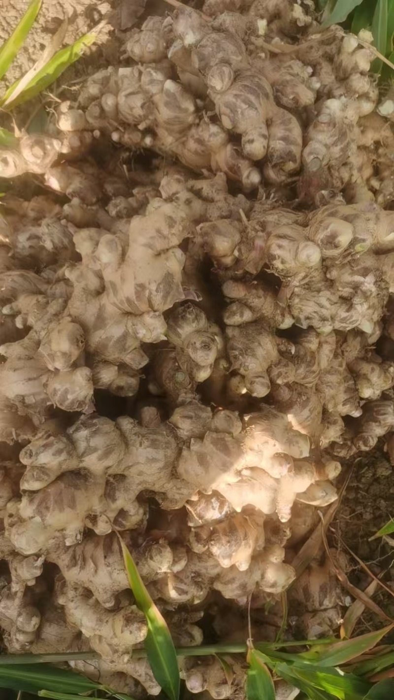 《白口姜》广西嫩姜/小黄姜/大量有货/价格真实欢迎来电